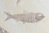 Diplomystus & Knightia Fossil Fish Association - Wyoming #75980-3
